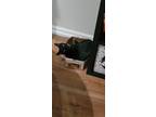 Adopt TIKI a All Black Domestic Shorthair / Mixed (short coat) cat in Orlando