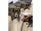 Adopt Chipper a Brindle Pit Bull Terrier / Mixed dog in Saint James
