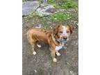 Adopt Morty a Red/Golden/Orange/Chestnut - with White Australian Cattle Dog /