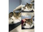 Adopt Yale a Gray, Blue or Silver Tabby Domestic Shorthair (short coat) cat in