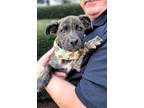 Adopt Kahoolawe a Brindle Boxer / Mixed dog in Anza, CA (41368291)