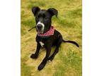Adopt Guy a Black Labrador Retriever / Mixed dog in Mesquite, TX (41284561)