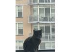 Adopt Major a All Black American Shorthair / Mixed (medium coat) cat in Silver