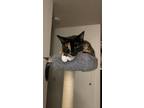 Adopt Panik a Calico or Dilute Calico Calico / Mixed (short coat) cat in Chico