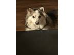Adopt Holly a White - with Black Pomsky / Mixed dog in Kenosha, WI (41368221)