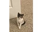 Adopt Kitty a Calico or Dilute Calico Calico / Mixed (medium coat) cat in