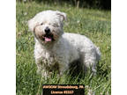 Adopt Polo a White Bichon Frise / Mixed dog in Stroudsburg, PA (41344972)