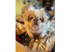 Adopt Coconut a White - with Tan, Yellow or Fawn Pekingese / Mixed dog in