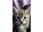Adopt Stella a Tiger Striped Tabby / Mixed (medium coat) cat in Saint George