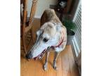 Adopt Settle a White Greyhound / Mixed (short coat) dog in Independence