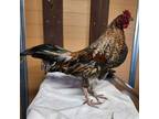 Adopt Rey a Chicken bird in Monterey, CA (41368178)