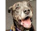 Adopt Jackson a Brindle Pit Bull Terrier / Mixed dog in Carlinville