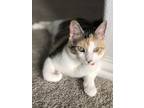 Adopt Amber a Calico or Dilute Calico Calico / Mixed (short coat) cat in Euless