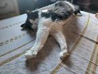 Adopt Nina a Black & White or Tuxedo Domestic Longhair / Mixed (long coat) cat