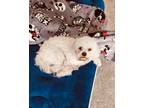 Adopt Gus a White Shih Tzu / Poodle (Miniature) / Mixed dog in Oswego
