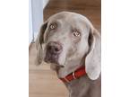 Adopt Bruno a Gray/Blue/Silver/Salt & Pepper Weimaraner / Mixed dog in Oswego