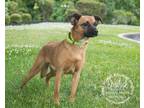 Adopt Basilisk a Brown/Chocolate Feist / Mixed dog in Newport, KY (40697435)