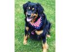 Adopt Mila a Black - with Tan, Yellow or Fawn Golden Retriever / Mixed dog in