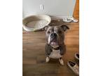 Adopt Jackson a Gray/Silver/Salt & Pepper - with White American Pit Bull Terrier