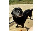 Adopt Bella a Black Retriever (Unknown Type) / Mixed dog in Clarksville