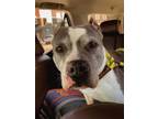 Adopt Elsa a White - with Gray or Silver American Staffordshire Terrier / Mixed