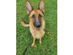 Adopt Layla a Black - with Brown, Red, Golden, Orange or Chestnut German