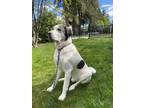 Adopt Odin a White - with Black Caucasian Shepherd Dog / Mixed dog in Maple