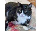 Adopt Domino a Black & White or Tuxedo Domestic Shorthair (short coat) cat in