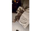 Adopt Bear Claw a Gray, Blue or Silver Tabby Domestic Shorthair / Mixed (short