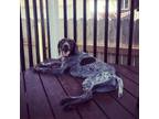 Adopt Stella a Brown/Chocolate - with White German Shorthaired Pointer / Mixed