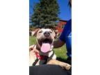 Adopt humble “Herman” a Tan/Yellow/Fawn American Staffordshire Terrier /