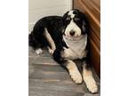 Adopt Atlas a Black - with White Bernedoodle / Mixed dog in Rumson
