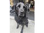 Adopt bruno a Black Labrador Retriever / Mixed dog in tustin, CA (41226249)