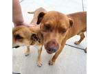 Adopt Papadog a Red/Golden/Orange/Chestnut - with Black Labrador Retriever /