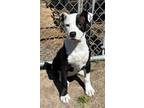 Adopt Daphne a White - with Black Terrier (Unknown Type, Medium) / Mixed dog in