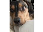 Adopt Dodger a Brown/Chocolate - with Tan Coonhound (Unknown Type) / Beagle /