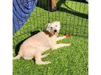 Adopt Hildo a Tan/Yellow/Fawn Standard Poodle / Bichon Frise dog in Tampa