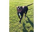 Adopt Dee a Black American Pit Bull Terrier / Mastiff / Mixed dog in Bassett