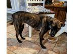 Adopt Molly a Brindle Whippet / Terrier (Unknown Type, Medium) / Mixed dog in