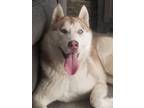 Adopt Jupiter a White - with Red, Golden, Orange or Chestnut Husky / Mixed dog