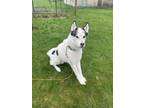 Adopt Ghost a White - with Black Husky / Boxer / Mixed dog in Shoreview
