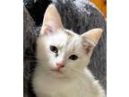 Adopt Snowflake a White (Mostly) American Shorthair / Mixed (short coat) cat in