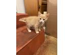 Adopt Butterscotch a Tan or Fawn Tabby Domestic Mediumhair / Mixed (medium coat)