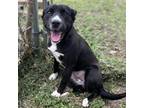 Adopt Sadie a Black - with White Border Collie / Labrador Retriever / Mixed dog