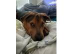 Adopt Chewy a Red/Golden/Orange/Chestnut - with Black German Shepherd Dog /