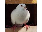 Adopt Dazzle a White Pigeon bird in Burlingame, CA (41227230)