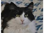 Adopt Jamie a All Black Domestic Longhair / Manx / Mixed (long coat) cat in