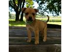 Adopt Shia a Red/Golden/Orange/Chestnut Terrier (Unknown Type