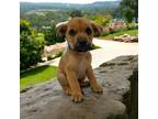 Adopt Lenny a Red/Golden/Orange/Chestnut Terrier (Unknown Type