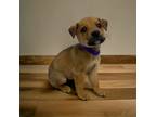 Adopt Leo a Brindle Terrier (Unknown Type, Medium) / Mixed Breed (Medium) /